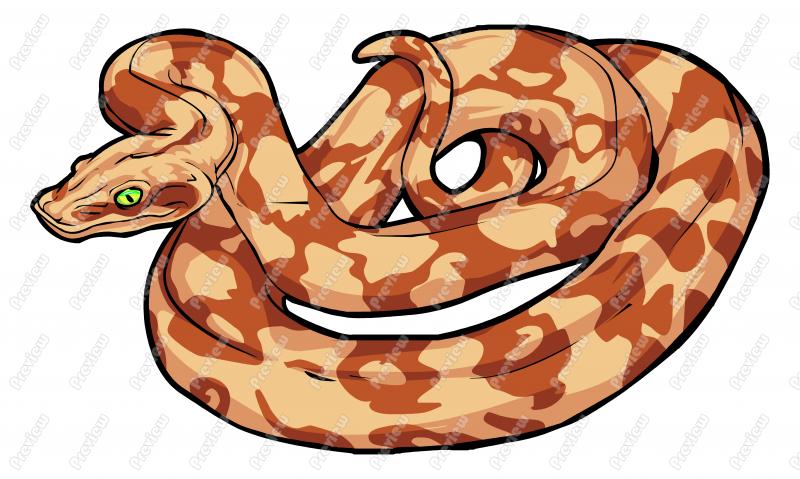 800x479 boa constrictor snake clipart - Boa Constrictor Drawing