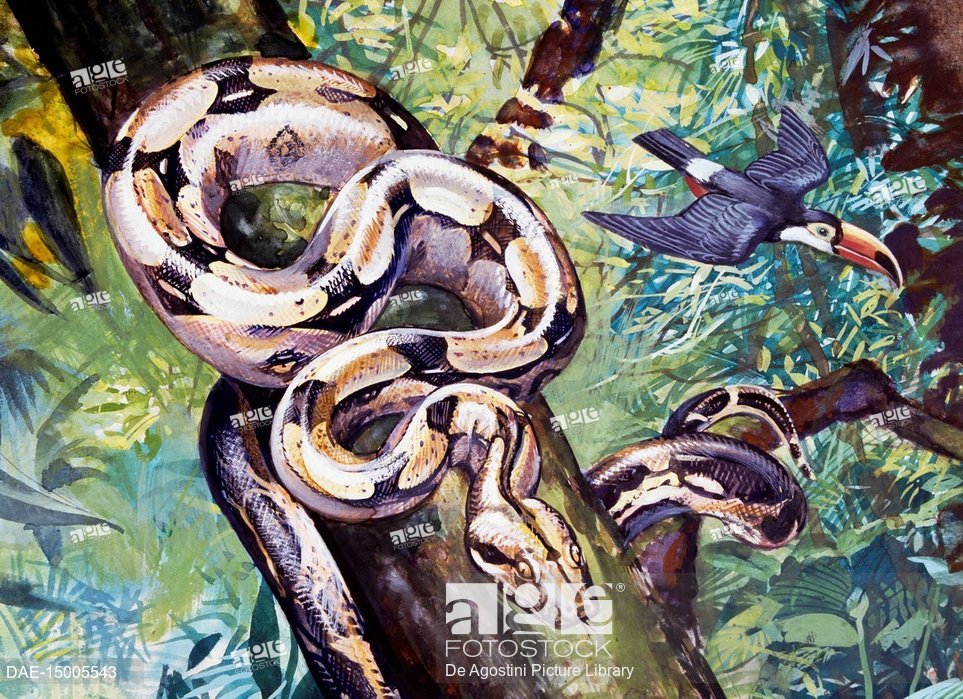 Boa Constrictor Drawing at Explore collection of