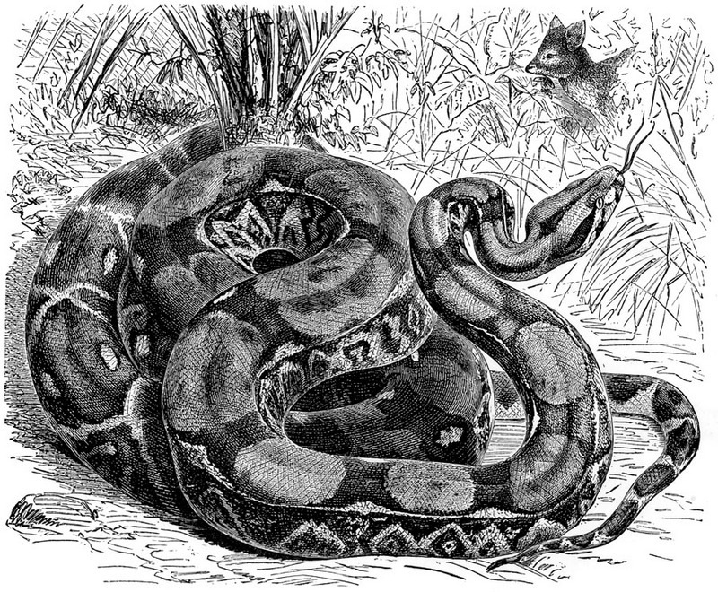 Boa Constrictor Drawing at Explore collection of