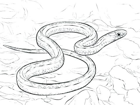 480x360 cool boa constrictor coloring - Boa Constrictor Drawing