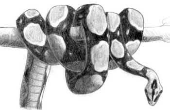 350x226 how to draw the boa constrictor from harry potter draw fluffy - Boa Constrictor Drawing