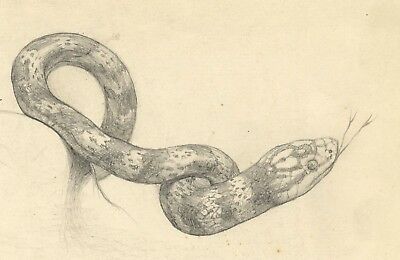 400x260 kenneth e wootton, boa constrictor snake study graphite - Boa Constrictor Drawing