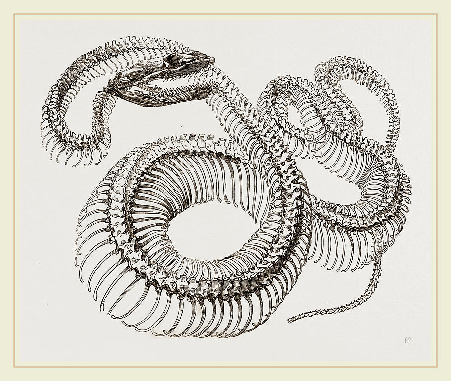 Boa Constrictor Drawing at Explore collection of