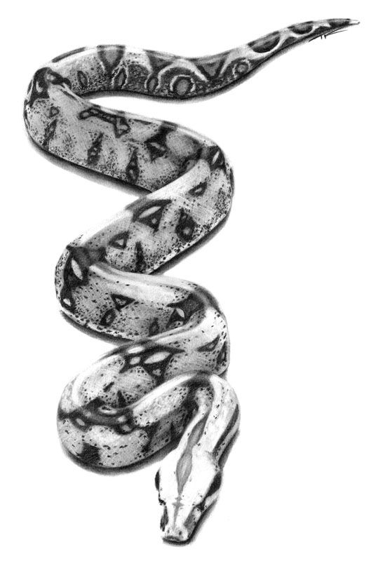 546x800 boa constrictor tattoo design for hubster tattoo ideas snake - Boa Constrictor Drawing