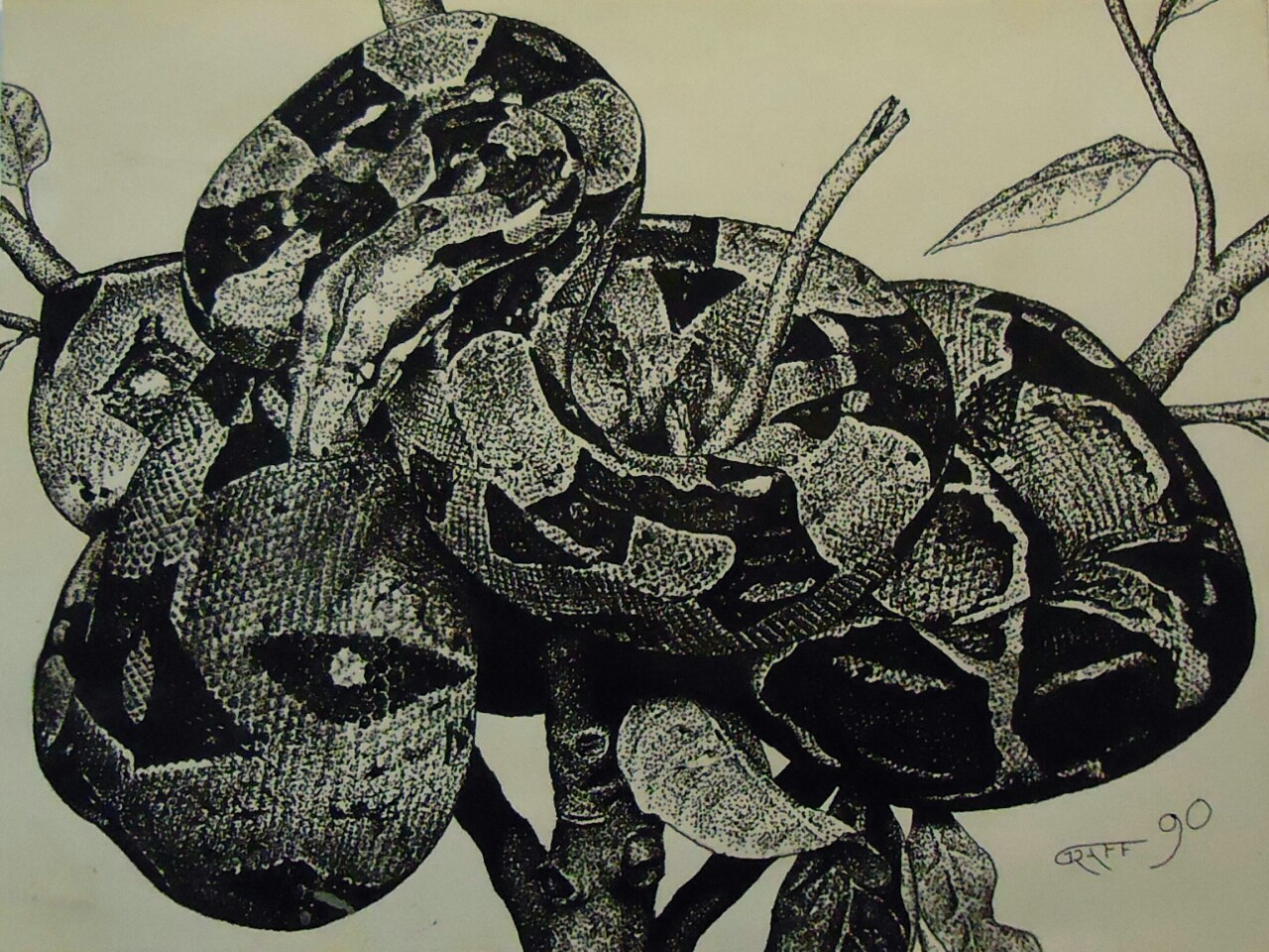 Boa Constrictor Drawing at PaintingValley.com | Explore collection of