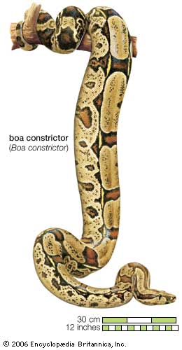 Boa Constrictor Drawing at PaintingValley.com | Explore collection of ...