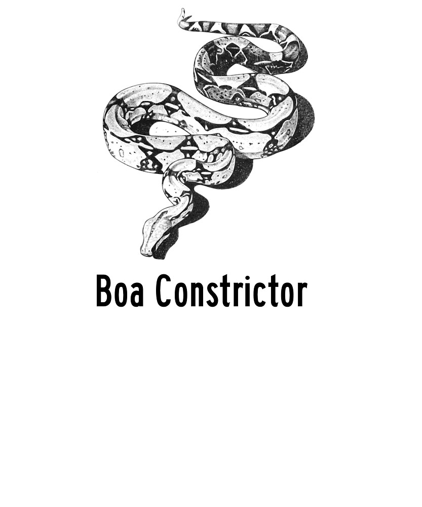 black and white boa constrictor drawing