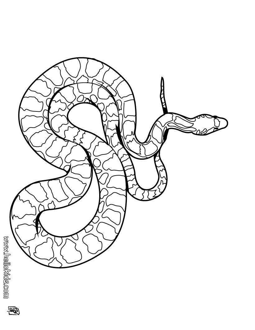820x1060 boa snake coloring - Boa Drawing