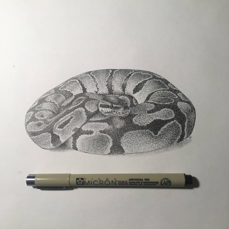 794x794 dotwork boa snake drawing etsy - Boa Drawing