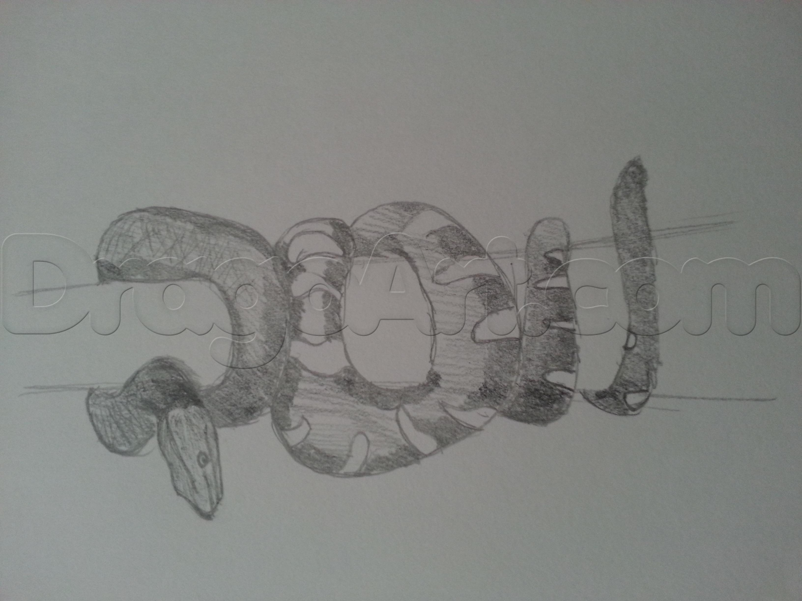 3264x2448 emerald tree boa, step - Boa Drawing