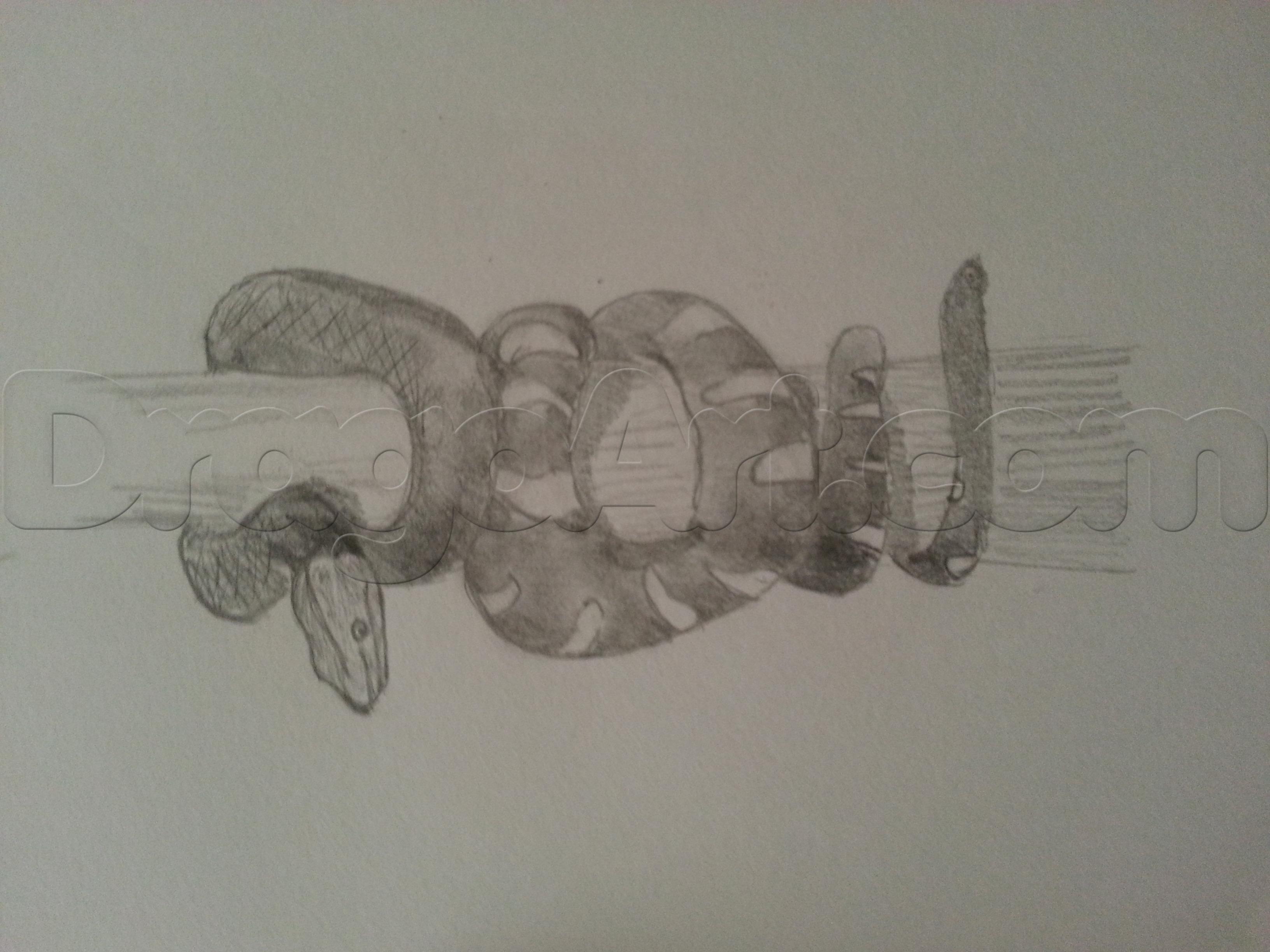 Boa Drawing at Explore collection of Boa Drawing