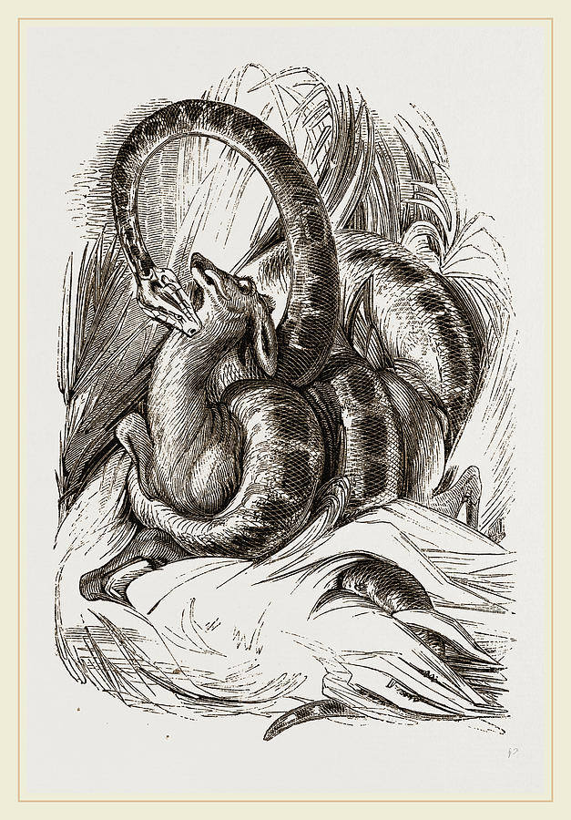 627x900 emperor boa drawing - Boa Drawing