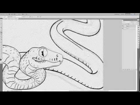 480x360 amazon tree boa process drawing - Boa Drawing