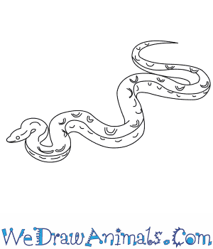 300x350 how to draw a columbian rainbow boa - Boa Drawing
