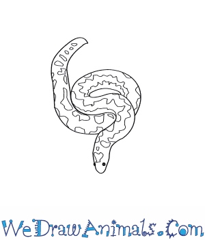 300x350 how to draw a kenyan sand boa - Boa Drawing
