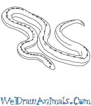 300x350 how to draw a rosy boa - Boa Drawing