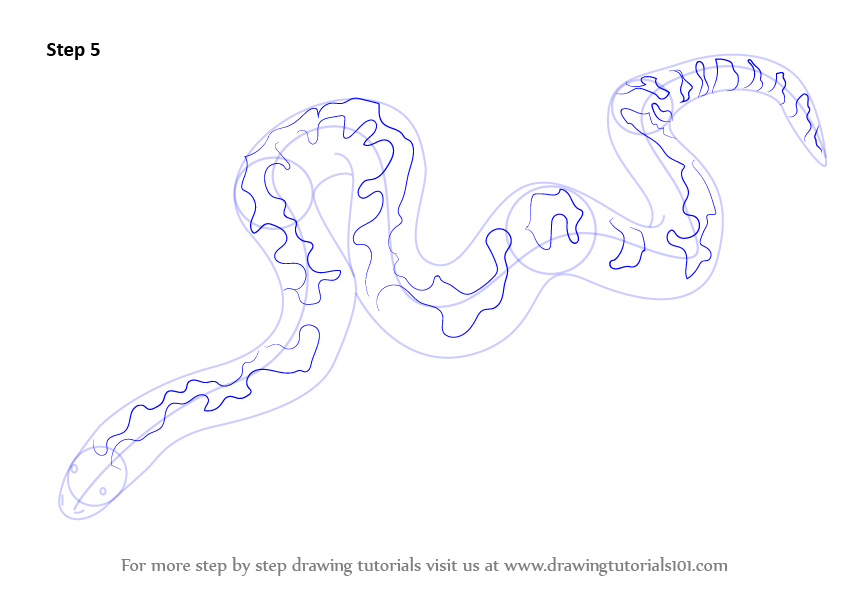 843x596 learn how to draw a kenyan sand boa - Boa Drawing