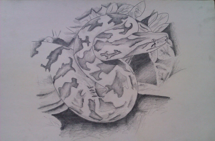 900x591 pencil boa drawing - Boa Drawing
