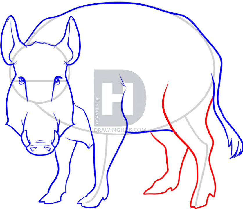 837x720 how to draw a boar, wild boar, step - Boar Drawing