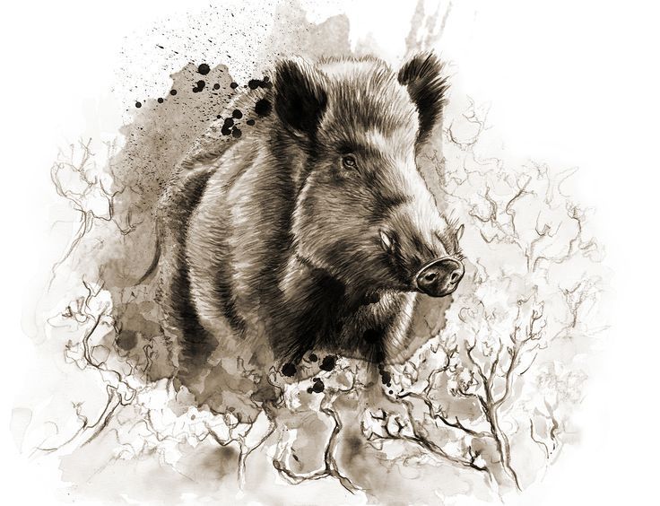 736x564 image result for wild boar drawings - Boar Drawing