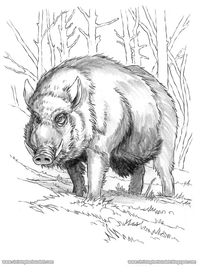 756x1008 wild boar drawing - Boar Drawing