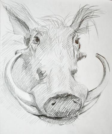 375x446 wild boar drawing - Boar Drawing