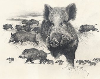 340x270 wild boar drawing etsy - Boar Drawing