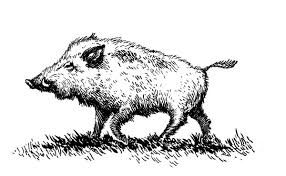 286x176 Wild Boar Drawing - Boar Drawing