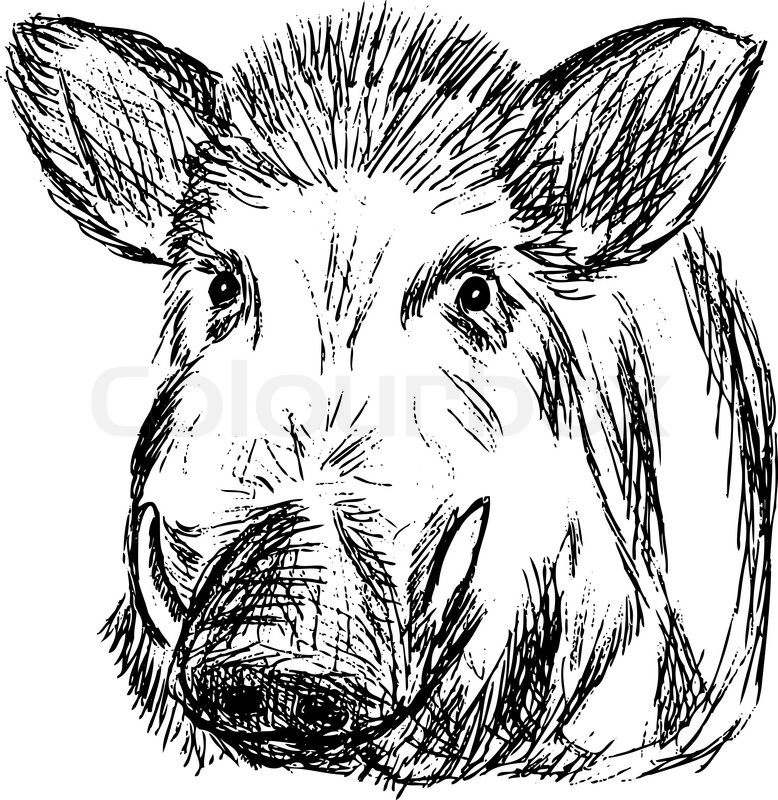 778x800 Vector - Boar Head Drawing
