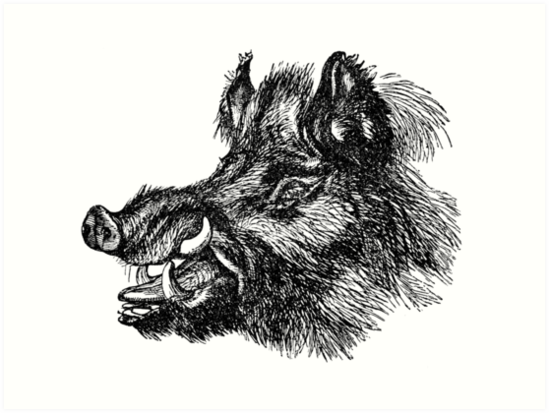 549x413 Vintage Wild Boar Head Illustration Retro Black And White - Boar Head Drawing