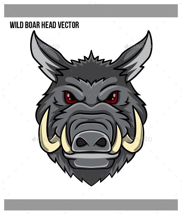 590x700 wild boar head vector fonts logos icons graphic design, design - Boar Head Drawing