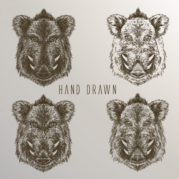 626x626 Boar Head Vectors, Photos And Free Download - Boar Head Drawing