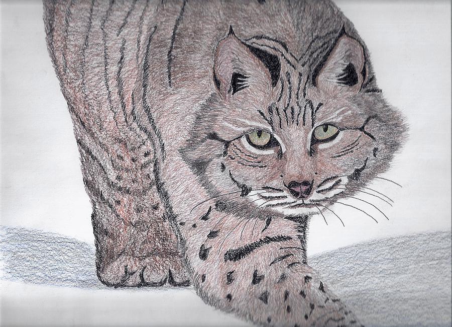 900x650 Bobcat Drawing - Bobcat Drawing