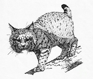 300x256 Bobcat In A Shadow Drawing - Bobcat Drawing