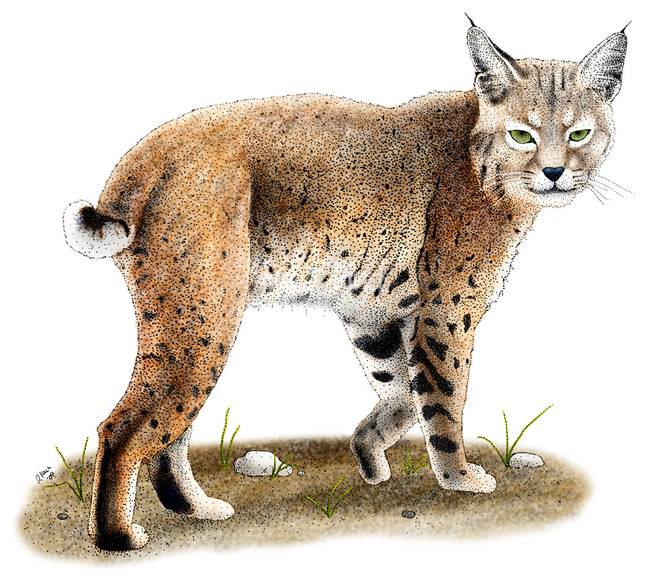 650x577 Bobcat - Bobcat Drawing