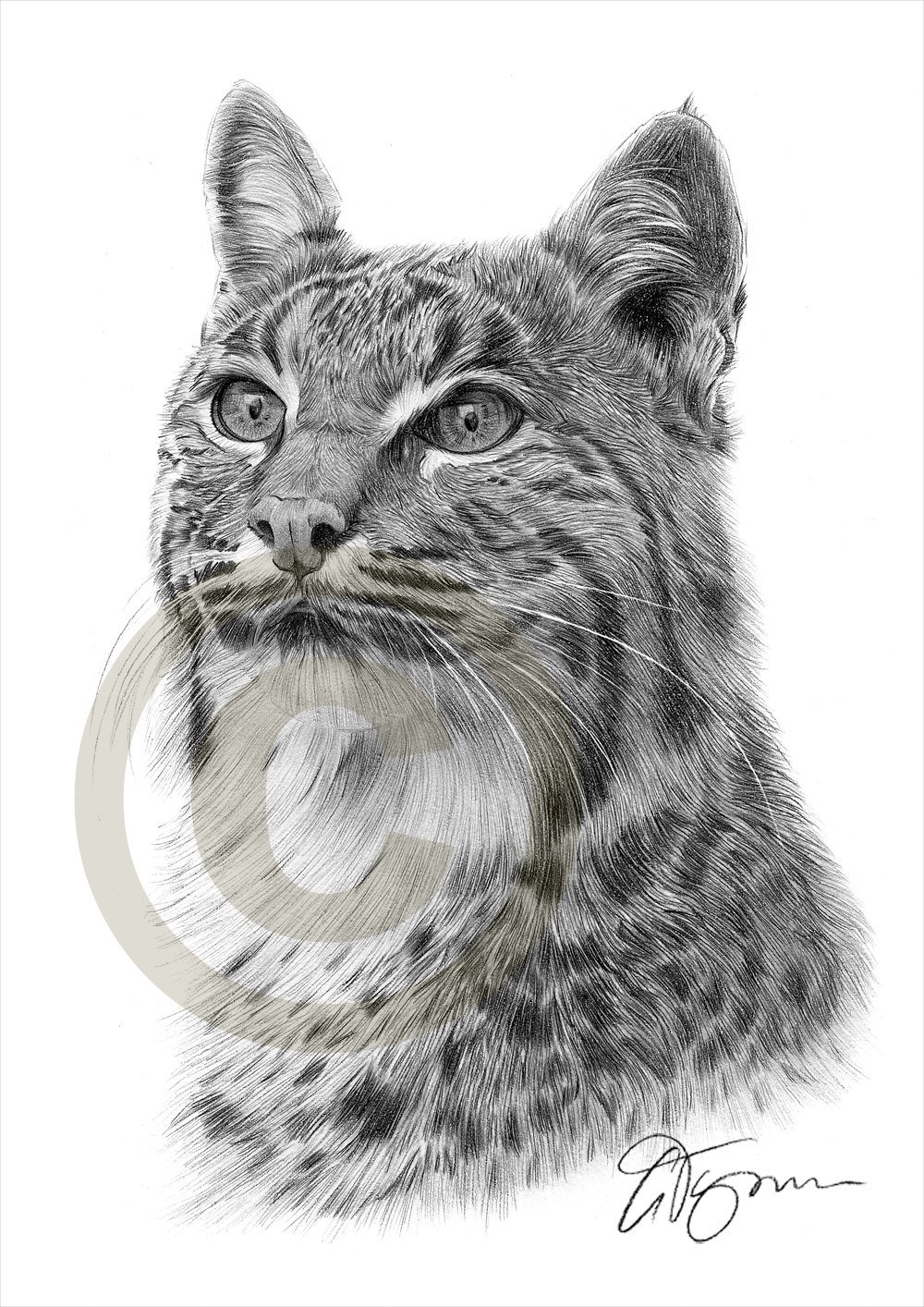 1000x1414 Bobcat Pencil Drawing Print Big Cat Art Artwork Signed - Bobcat Drawing