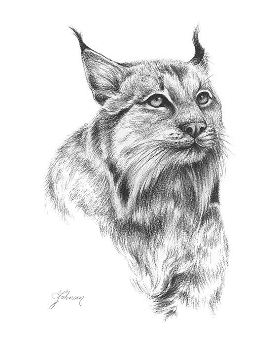 566x720 Charcoal Bobcat Drawing - Bobcat Drawing