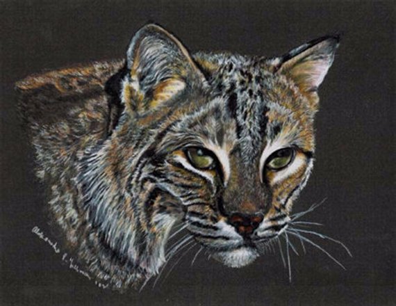 570x440 Colored Pencil Bobcat Drawing Etsy - Bobcat Drawing