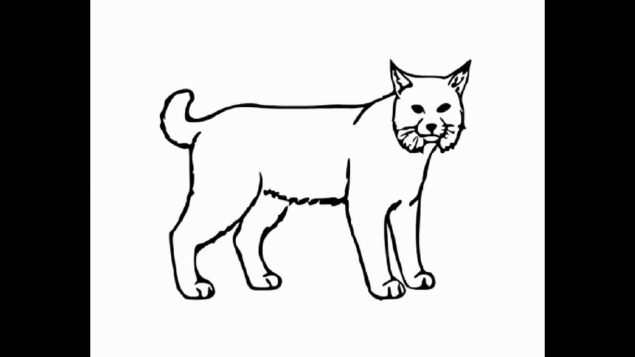 1280x720 How To Draw Bobcat Full Body Pencil Drawing Step - Bobcat Drawing