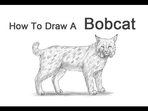 480x360 How To Draw A Bobcat - Bobcat Drawing