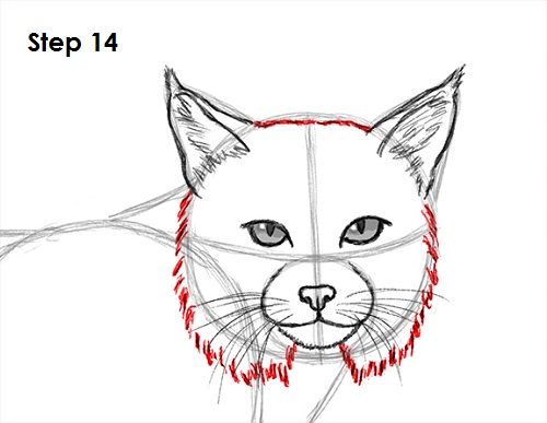 500x387 How To Draw A Bobcat Logo Insp In Drawings, Face - Bobcat Drawing