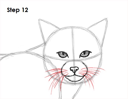 500x387 How To Draw A Bobcat - Bobcat Drawing
