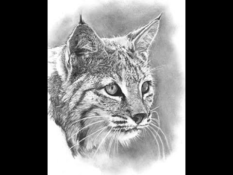 480x360 How To Draw Bobcat Easy Pencil Drawing Step - Bobcat Drawing