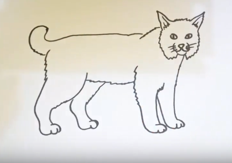 478x337 How To Draw A Bobcat Easy Step - Bobcat Drawing