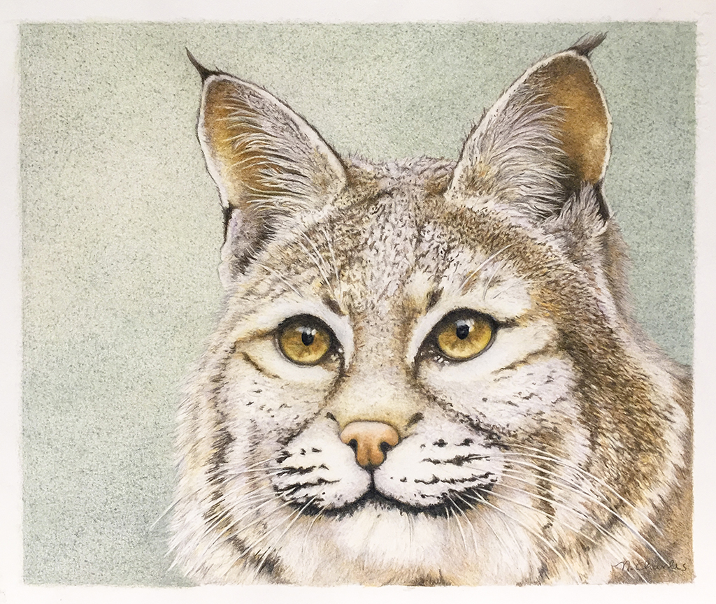 1024x864 Nancy Charles Original Bobcat Drawing - Bobcat Drawing