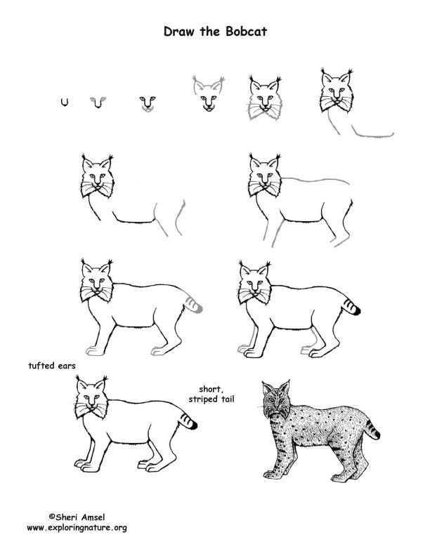 612x792 Bobcat Drawing Lesson - Bobcat Drawing