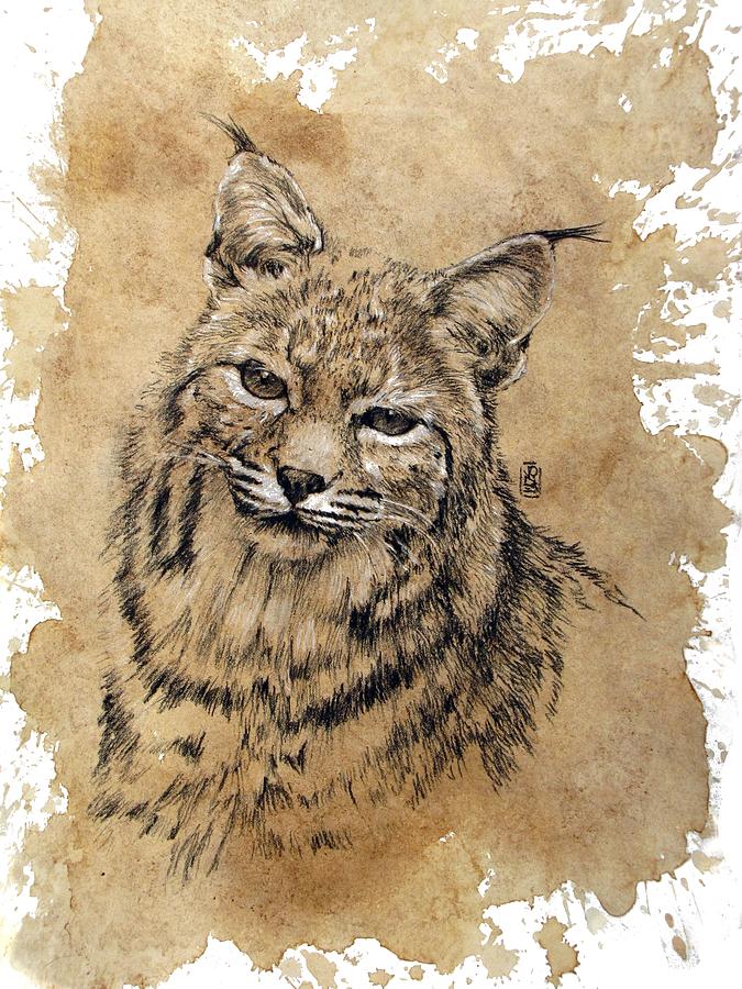 Bobcat Drawing at PaintingValley.com | Explore collection of Bobcat Drawing