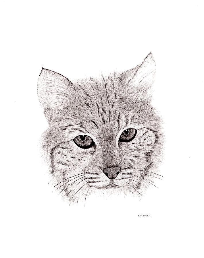 Bobcat Drawing at PaintingValley.com | Explore collection of Bobcat Drawing