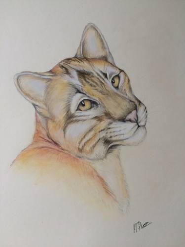 375x500 Bobcat Drawing - Bobcat Drawing