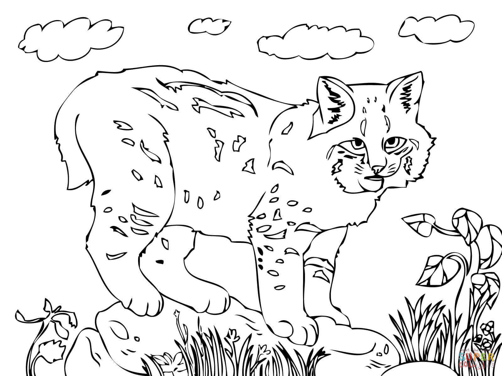 1600x1200 Bobcat Drawing Best Of Coloring Pages Stock - Bobcat Face Drawing